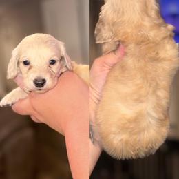 Phil - Cream male Dachshund puppy in Hornbeck, Louisiana from A&Z Mini Dachshunds
