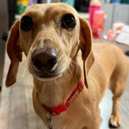 Daisy - Dachshund