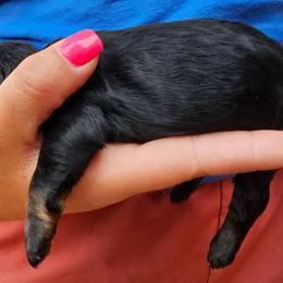 Coral - Black and tan female Cockapoo puppy in Indiahoma, Oklahoma from Phamily Doodles