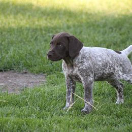 German Shorthaired Pointer Puppies from Mancandy German Shorthairs