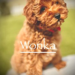 Cavapoo and Goldendoodle Puppies from Goldendoodles Utah| All sizes| Erda, Utah