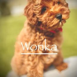 Cavapoo and Goldendoodle Puppies from Goldendoodles Utah| All sizes| Erda, Utah