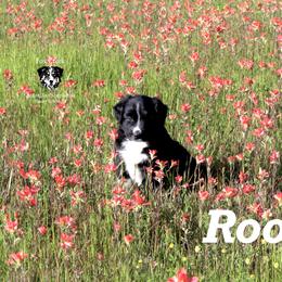 Rooster - Black Australian Shepherd puppy in Honey Grove, Texas from Fox Creek