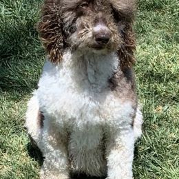 Goldendoodles and Labradoodles from Golden Buttes Doodles