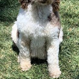 Goldendoodles and Labradoodles from Golden Buttes Doodles