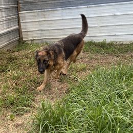 Izzy - German Shepherd