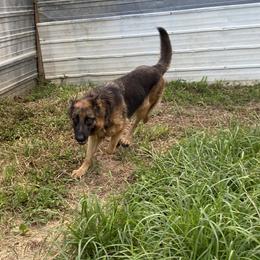 Izzy - German Shepherd
