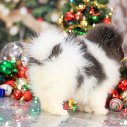 AKC Athena - Blue and tan female Pomeranian puppy in Sacramento, California from My Precious Poms