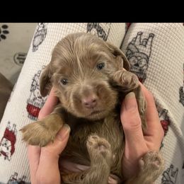 Dachshund Puppies from ESK’s River Valley Mini Doxies