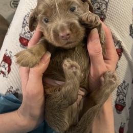 Dachshund Puppies from ESK’s River Valley Mini Doxies