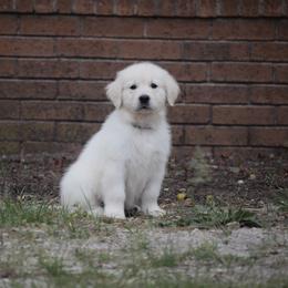 Golden Retriever Puppies from Wise-Taylor Goldens