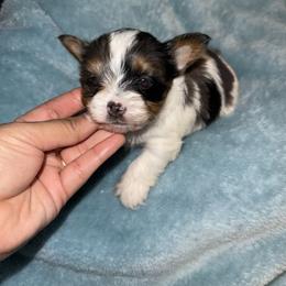Boy 1 - Parti male Yorkshire Terrier puppy in Aurora, Colorado from Lovely Yorkies Colorado
