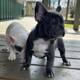 French Bulldogs from Triple Cross Puppies