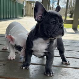 French Bulldogs from Triple Cross Puppies