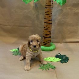 Goldendoodle Puppies from Dhalia’s Doodles