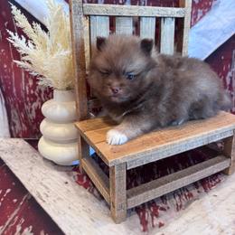 Kena - Chocolate female Pomsky puppy in Bucyrus, Missouri from Hill Top Pomskies