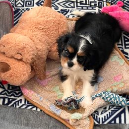 Black Russian Terrier and Cavalier King Charles Spaniel Puppies from Ocean Gem & Guardian Bears