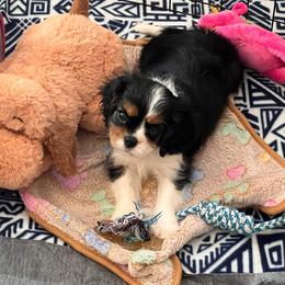 Black Russian Terrier and Cavalier King Charles Spaniel Puppies from Ocean Gem & Guardian Bears