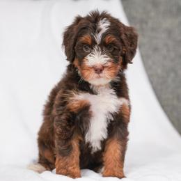 Sundance (chocolate tricolor) - Chocolate merle female Bernedoodle puppy in Dundee, Ohio from Down Home Doodle