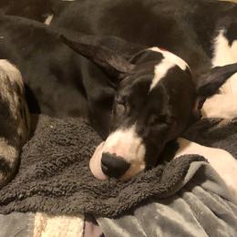 Great Danes from TW Great Danes