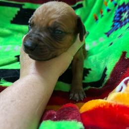 Boy 6 - Wheaten blk nose male Rhodesian Ridgeback puppy in Ocala, Florida from DogWood Kennels