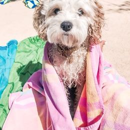 Cavapoos and Goldendoodles from The Fairy Paw Mother