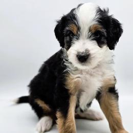Jett - Black tri-color male Aussiedoodle puppy in Lancaster, Minnesota from Wilson Cattle Co.