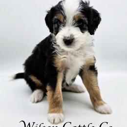 Jett - Black tri-color male Aussiedoodle puppy in Lancaster, Minnesota from Wilson Cattle Co.