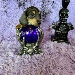 Winston - Blue and cream male Dachshund puppy in Michigan from M.H.P Dachshunds