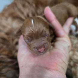 Boy 1 - Red male Cavapoo puppy in Knoxville, Tennessee from Shannan's Cavapoos