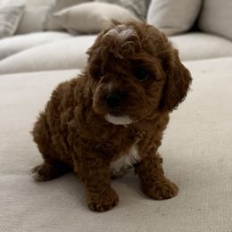 Second Pick Female - Red female Cavapoo puppy in Corona, California from SoCal Cavapoo's