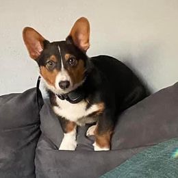 American Corgi and Pembroke Welsh Corgi All Grown Up from Rawson Ridge Corgis
