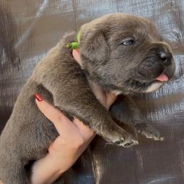 Gray 2- Green Collar - Gray male Cane Corso puppy in Compton, California from Urban League Cane Corso