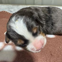 Green - Blue merle male Bernedoodle puppy in Petersburg, Michigan from Brittany’s Mini Bernedoodles