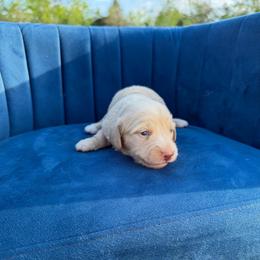 Lola - Cream female Dachshund puppy in New Albany, Mississippi from Double A. Doxies