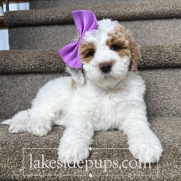 Purple Girl - Parti female Goldendoodle puppy in Dacula, Georgia from Lakeside Pups