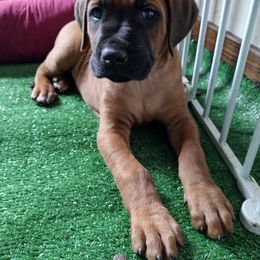 Rhodesian Ridgeback Puppies from Stoneridge Ridgebacks