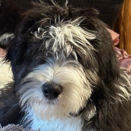 Cousin Eddie - Black and white Sheepadoodle puppy in Candler, North Carolina from Celia's Sheepadoodles