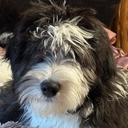 Cousin Eddie - Black and white Sheepadoodle puppy in Candler, North Carolina from Celia's Sheepadoodles