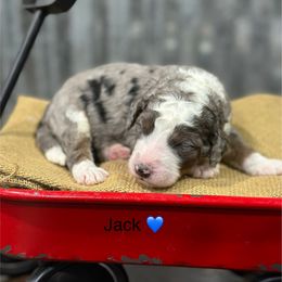 Jack - Blue merle male Bernedoodle puppy in El Campo, Texas from Little Fur Friends Bernedoodles
