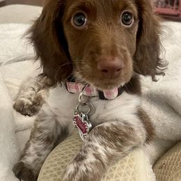 Dachshunds from Wyatt's Dachshunds