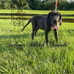 Salem - Black female Great Dane puppy in Prairieville, Louisiana from Southern Barron Danes & Dachshunds