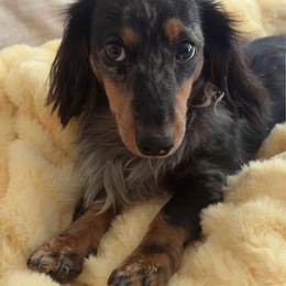 Jersey - Dachshund