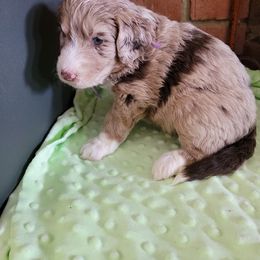 Aussiedoodle and Poodle Puppies from Waterford Doodle Farm