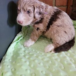 Aussiedoodle and Poodle Puppies from Waterford Doodle Farm