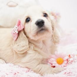 Izzie - Cream female Dachshund puppy in Big Rapids, Michigan from 30 Acre Woods Dachshunds