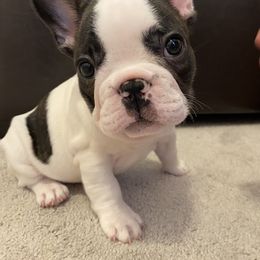 French Bulldog Puppies from Fur Royalty Frenchies