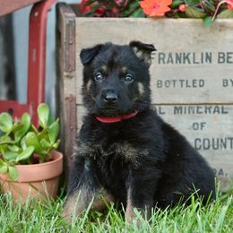 German Shepherd Puppies from Arbeitshunde