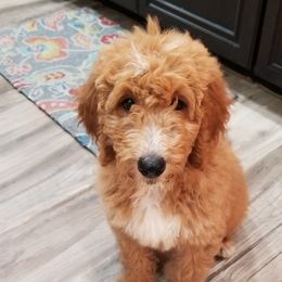 Goldendoodle Puppies from Rolling Oak Doodles