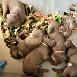 Labrador Retriever Puppies from KMC Gun Dogs